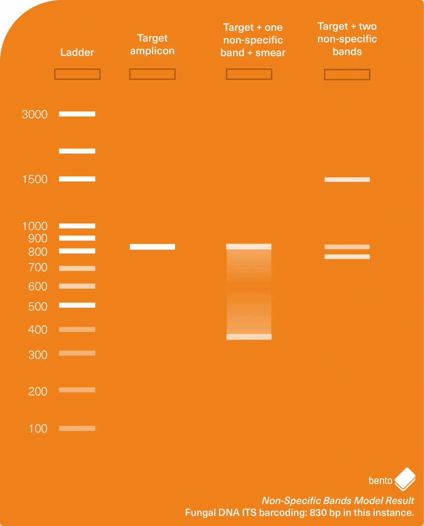 Troubleshooting Non-Specific Amplification With Bento Lab