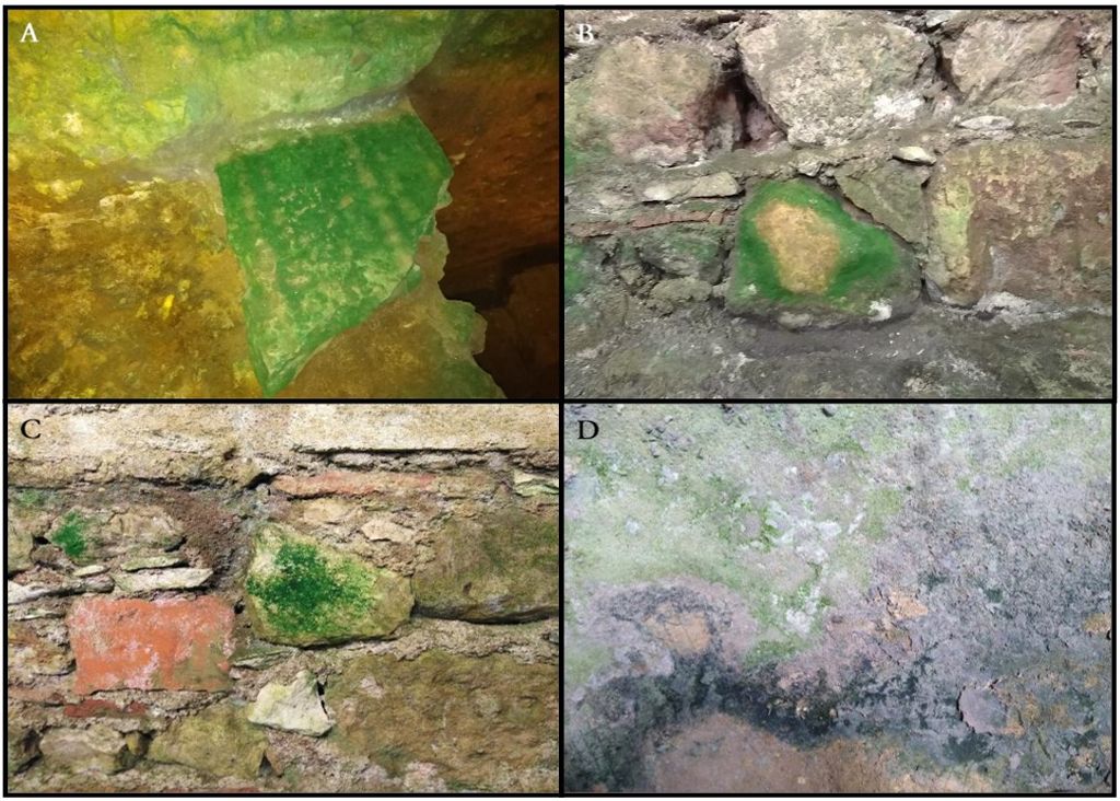 Biofilms sampled in the Cryptoporticus of Aeminium