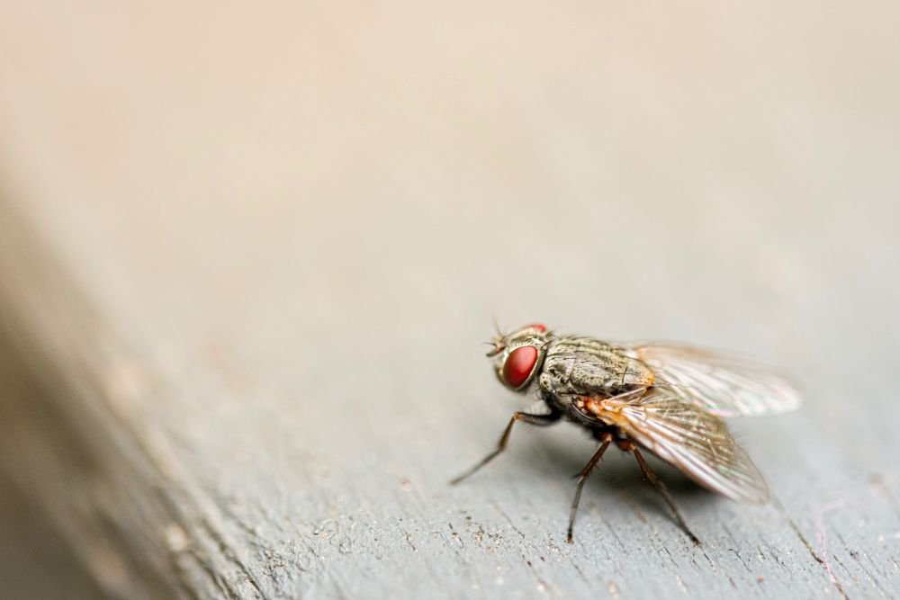 A fly on a wooden surface