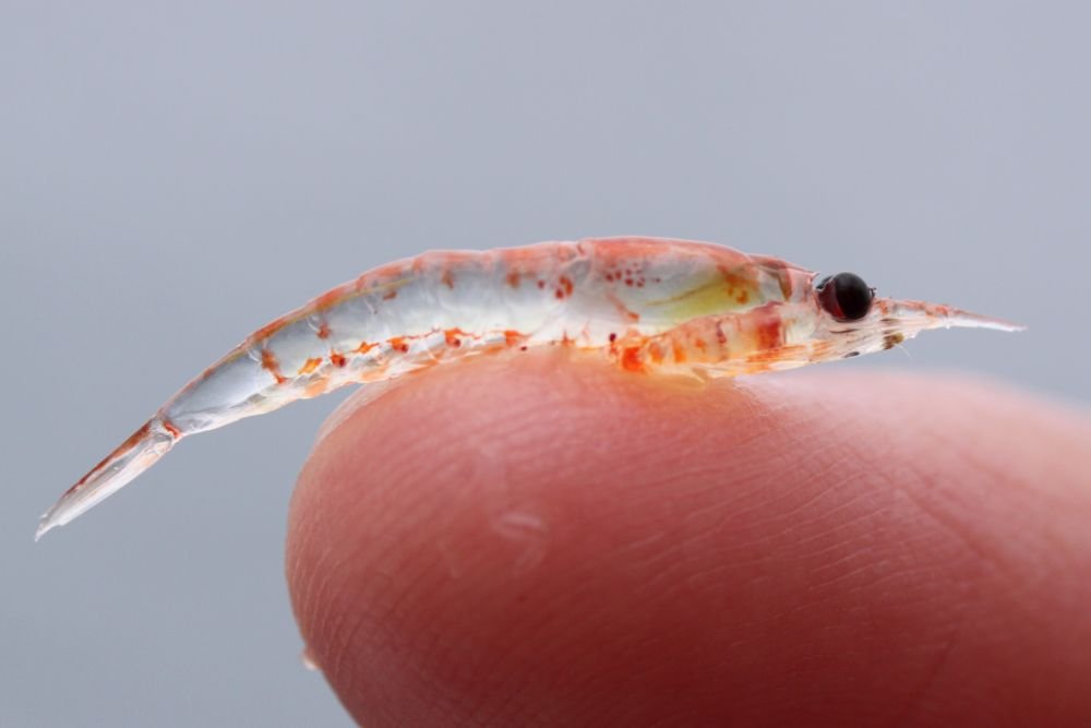 A krill on a human finger