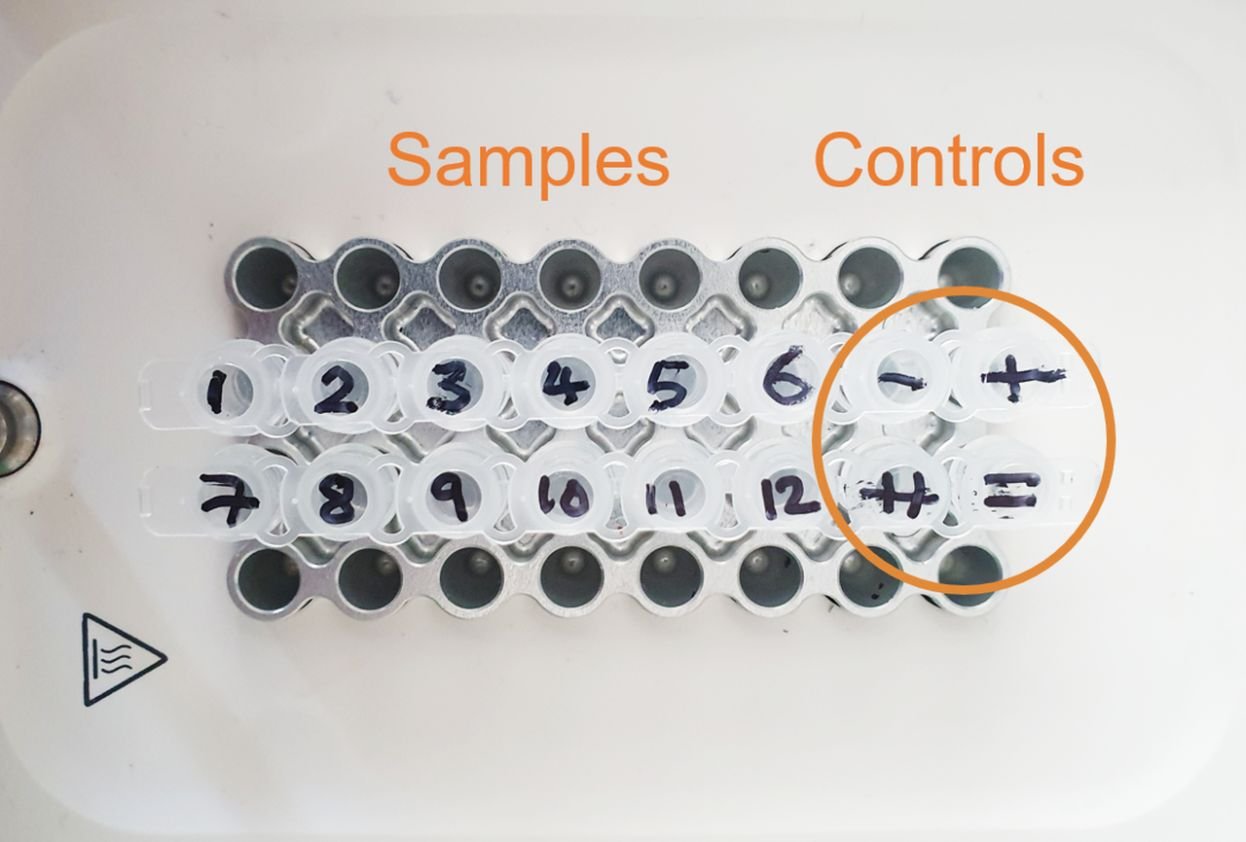 PCR strips in a Bento Lab thermocycler unit, labelled for 12 samples and four controls.