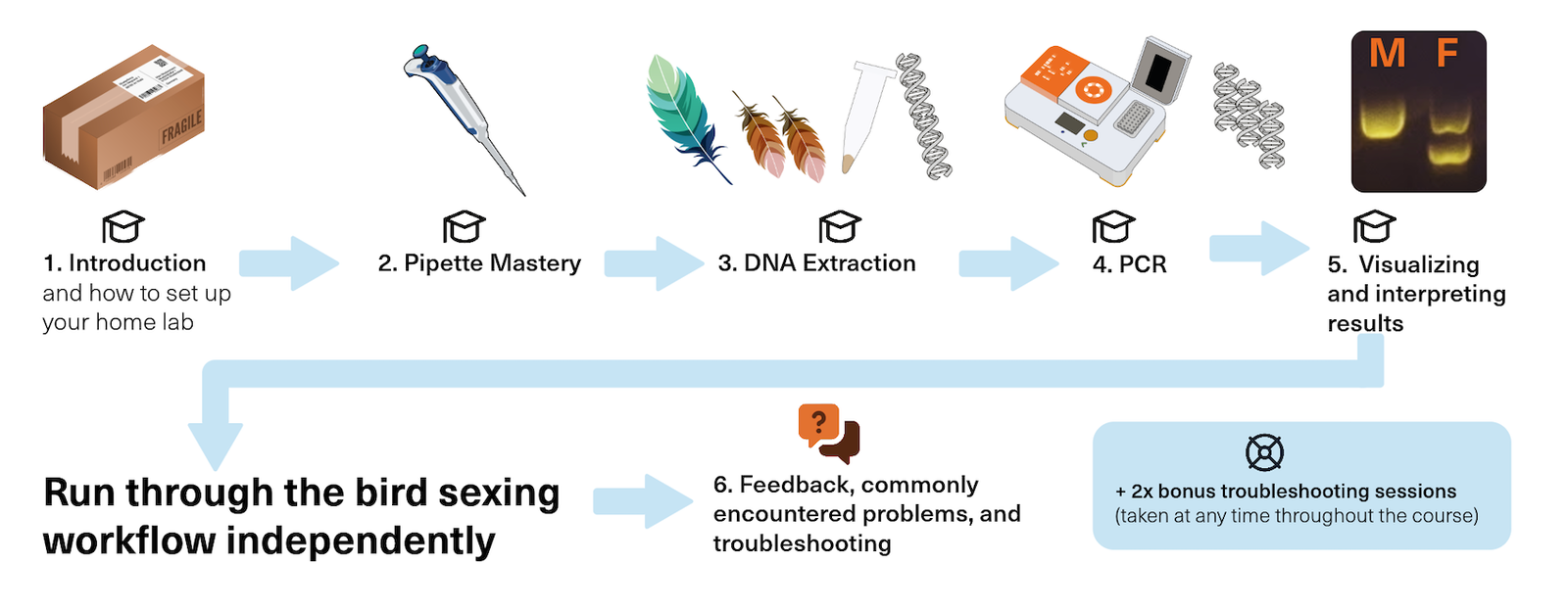 Visual flow of the Bento Lab online bird sexing training workshop