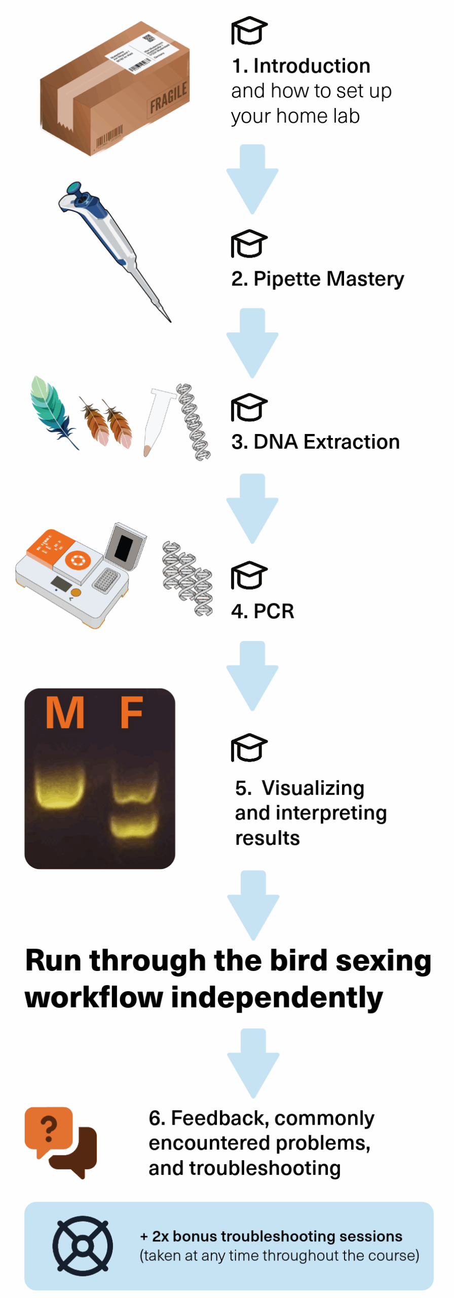 Visual flow of the Bento Lab online bird sexing training workshop