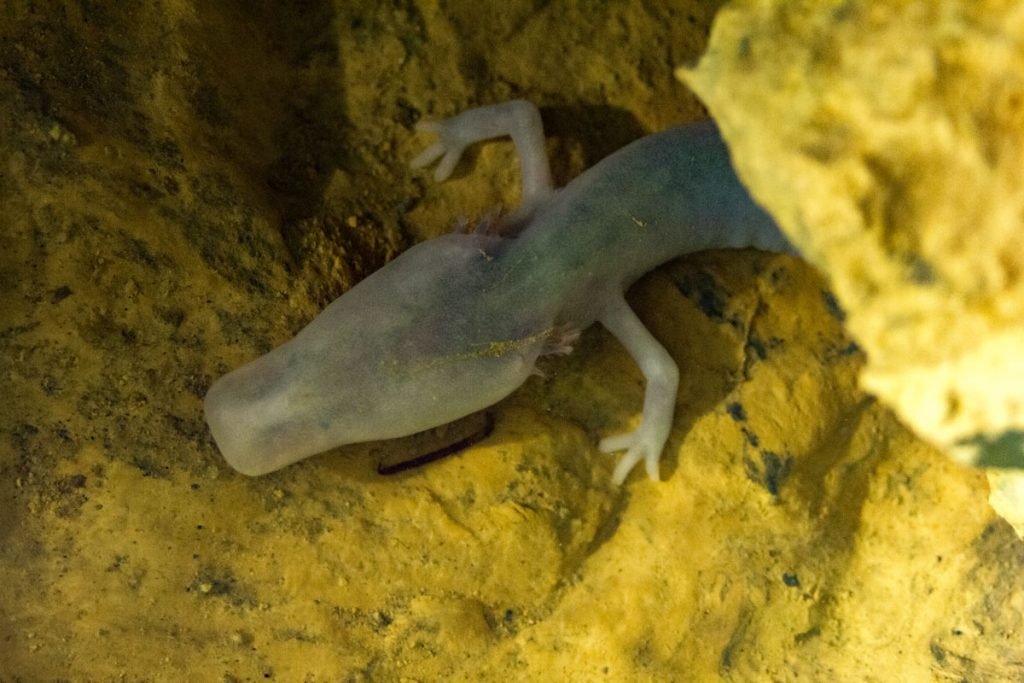 Olm (Proteus anguinus) in Moulis, Ariege (Laboratoire souterraine, CNRS).