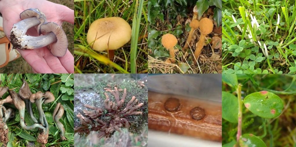 Some of the many weird forms of fungal diversity in nature.