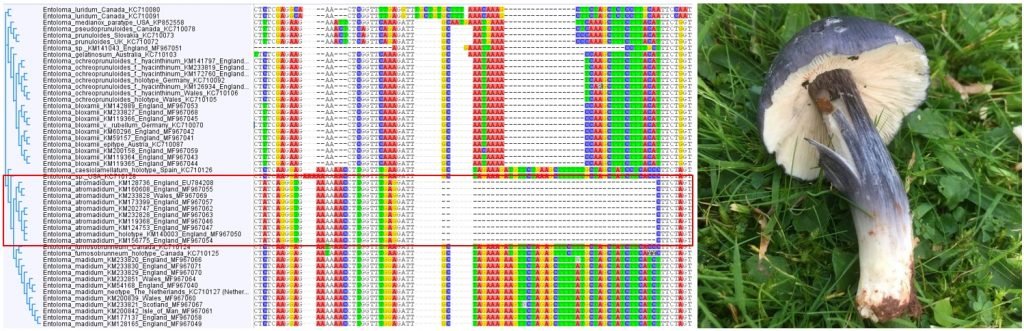 A diagnostic portion of the DNA barcode of a new species of Big Blue Pinkgill, Entoloma atromadidum (red box), recently described from the UK. 