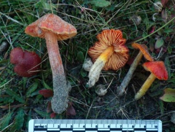 Hygrocybe conica