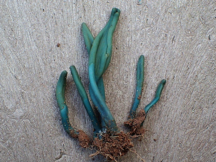 green and brown earthtongues (Microglossum spp.)