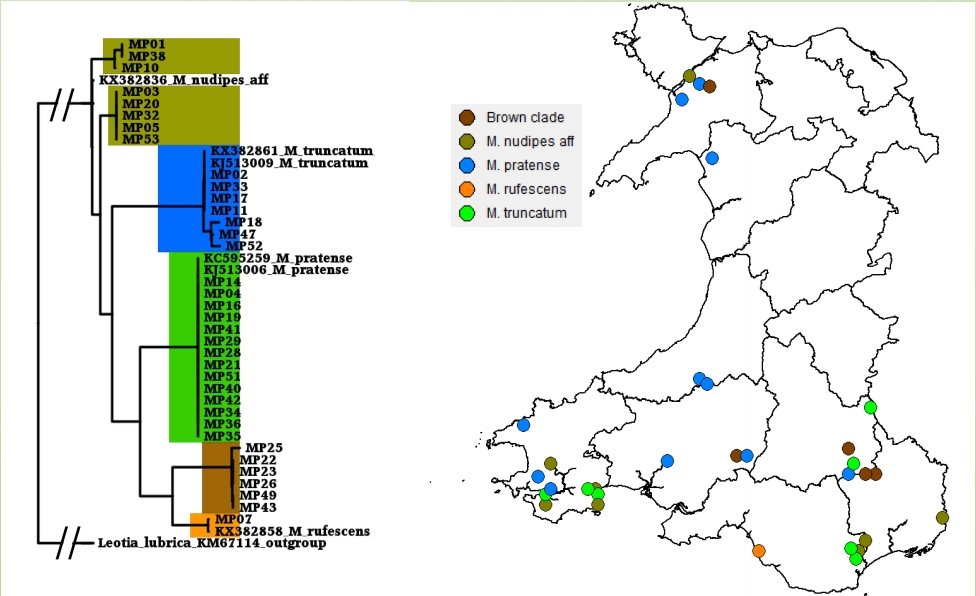 DNA-barcode based mapping of green and brown earthtongues (Microglossum spp.) in Wales.