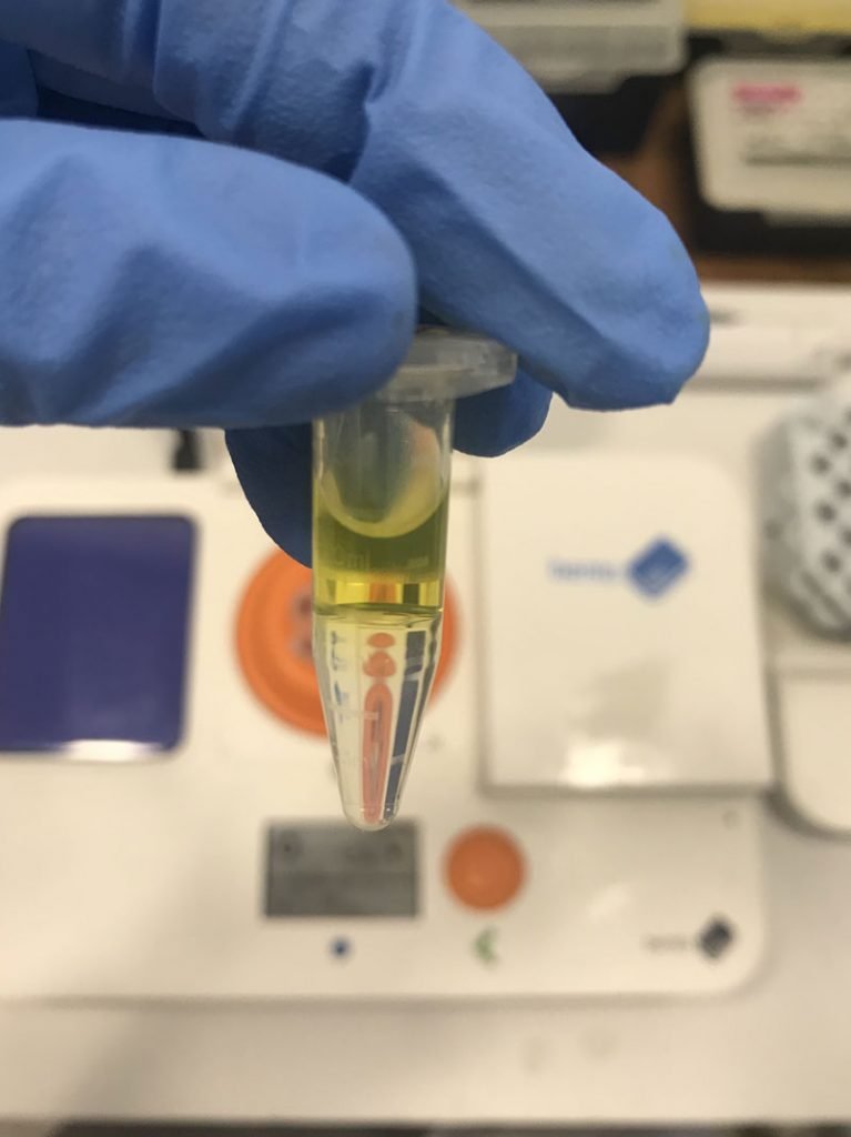 Extracting DNA from an olive oil sample