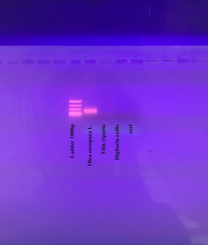 Validating the biomarker by comparing Olea europaea to Vitis riparia and Digitaria exilis.