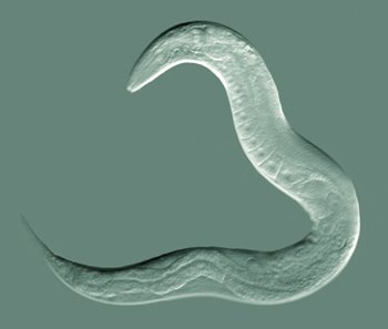 C. Elegans