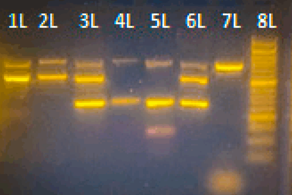 Triplex PCR gel run using Bento Lab