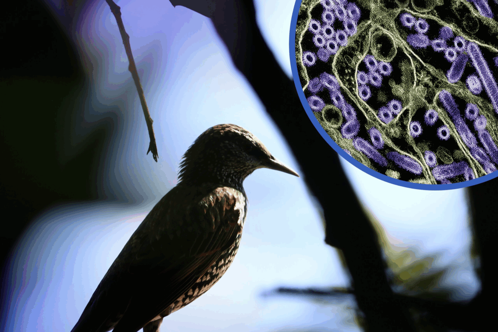 MUGAMICHILL-POLAND BIRDS 中村達也 ナスノミツル CDR Tracking Bird Flu in Antarctica - Bento Bio