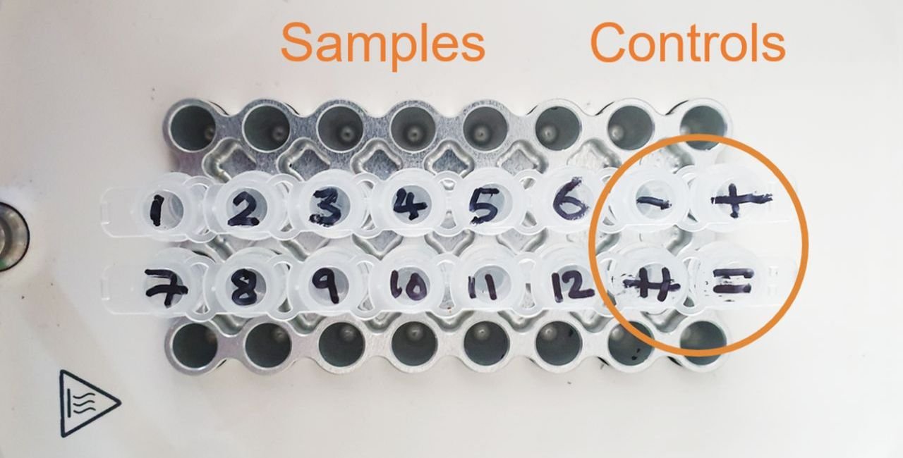 PCR strips in a Bento Lab thermocycler unit, labelled for 12 samples and four controls.