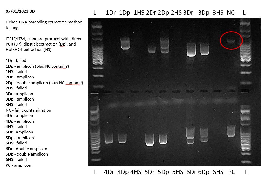 Interpreting Electrophoresis Gels Bento Lab