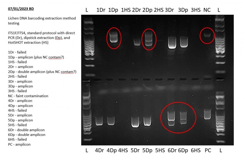 Interpreting Electrophoresis Gels with Bento Lab Bento Lab