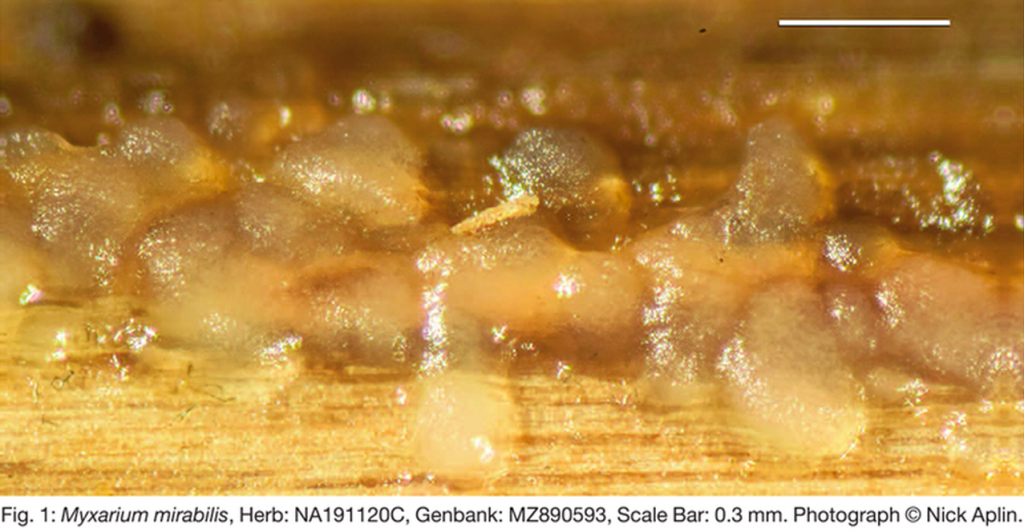 Photograph showing the jelly texture of Myxarium mirabilis