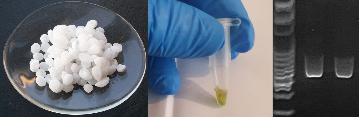 A picture with sodium hydroxide on a plate, a tube with a DNA extraction, and a gel image.