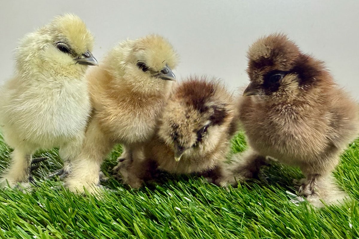 Recently hatched chicks